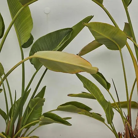 Casa Pateo * Албуфейра