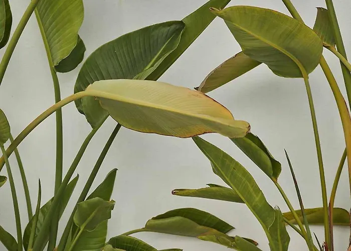 Casa Pateo * Albufeira